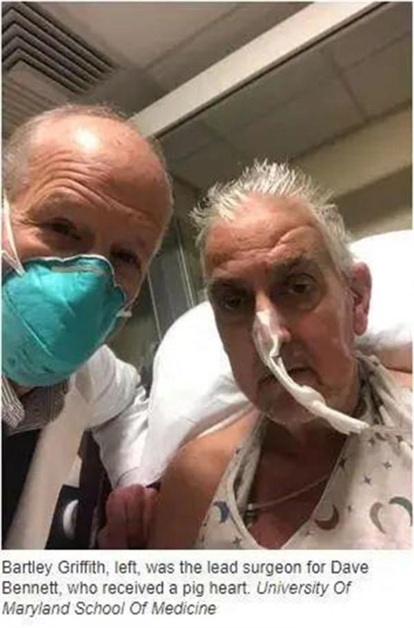 “二師兄”立功！美國將豬心移植給57歲病人，術後3天病情穩定