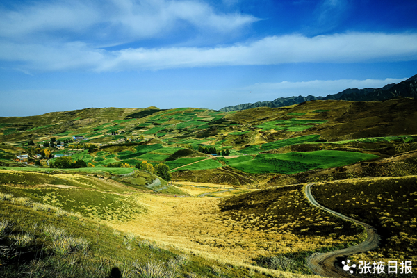 秋色浸染祁連山，大都麻色彩斑斕惹人醉