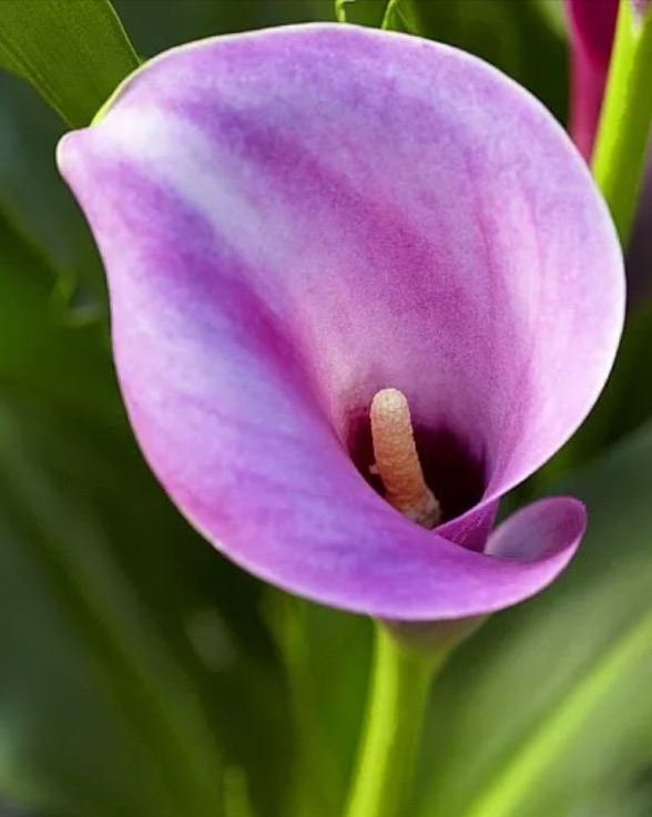 銀光綠裡似觀音，芋葉疑荷溼水斟&mdash;&mdash;海芋花