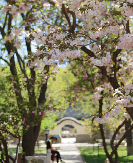 且聽風吟 靜觀雲居