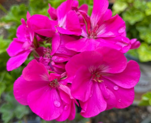 4種“省心爆盆花”,不招蟲特乾淨,適合新手家養 4種“省心爆盆花”,不招蟲特乾淨,適合新手家養