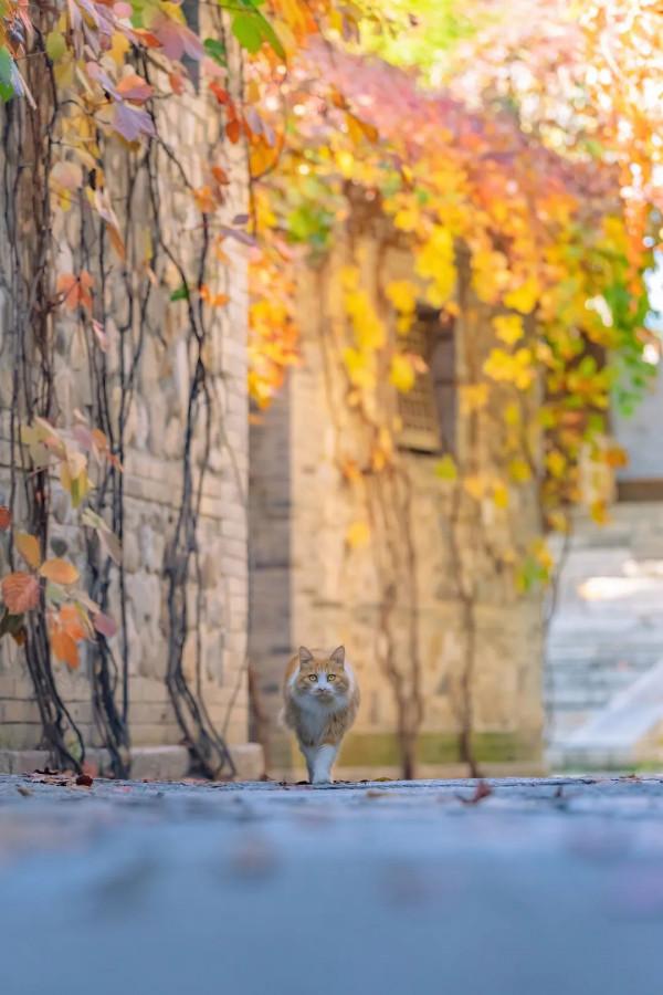 古北水鎮十月金秋裡,每一隻橘貓都那麼好看 古北水鎮十月金秋裡,每一隻橘貓都那麼好看