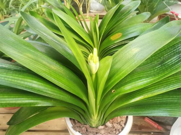 過年這些東西別浪費，養花種草好幫手