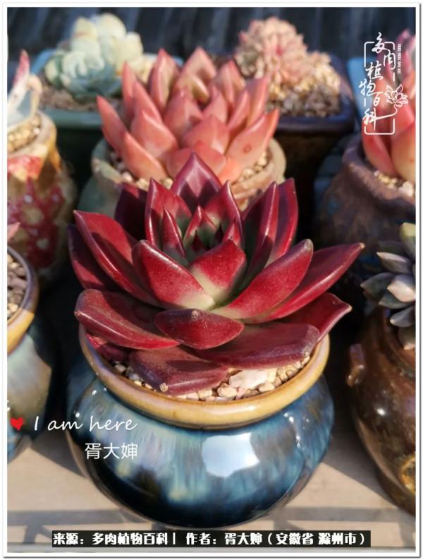 因多肉遇見滿滿的愛和美好，有多肉相伴，歲月生香