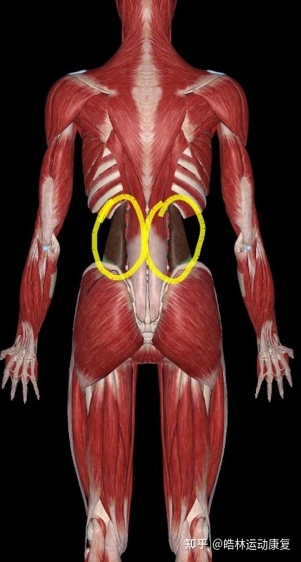 腰痛竟然和手臂有關！真是前所未見