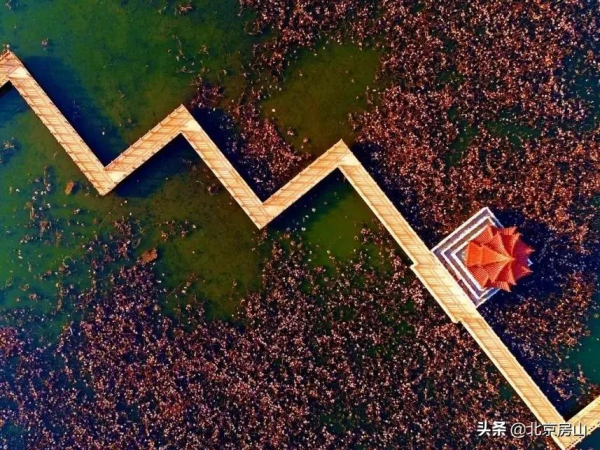 秋意濃,房山紅 !千年遺蹟、稻田荷花…第4波秋景等你去賞閱! 秋意濃,房山紅 !千年遺蹟、稻田荷花…第4波秋景等你去賞閱!