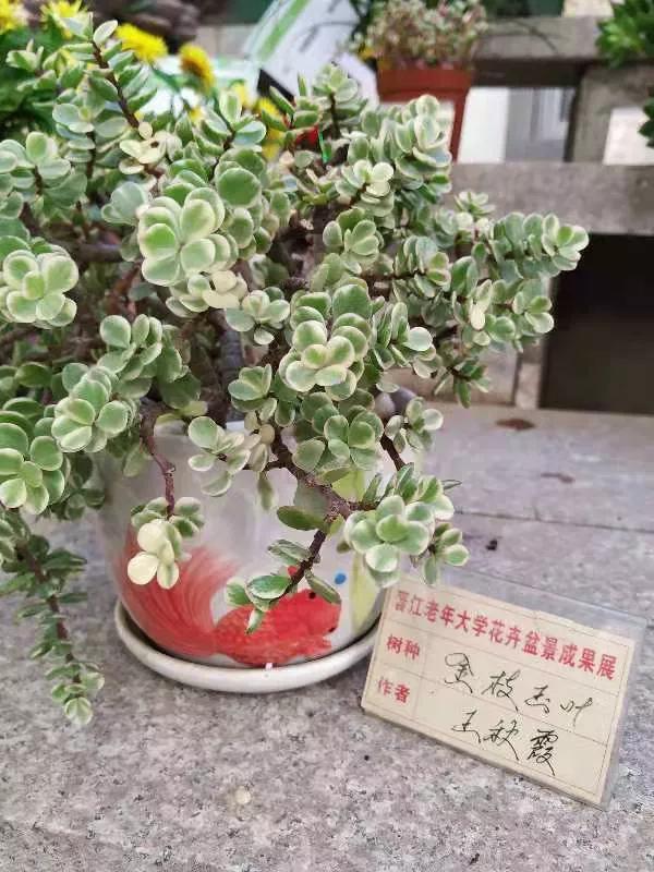 綠園盆景題詩集「推薦」 綠園盆景題詩集「推薦」