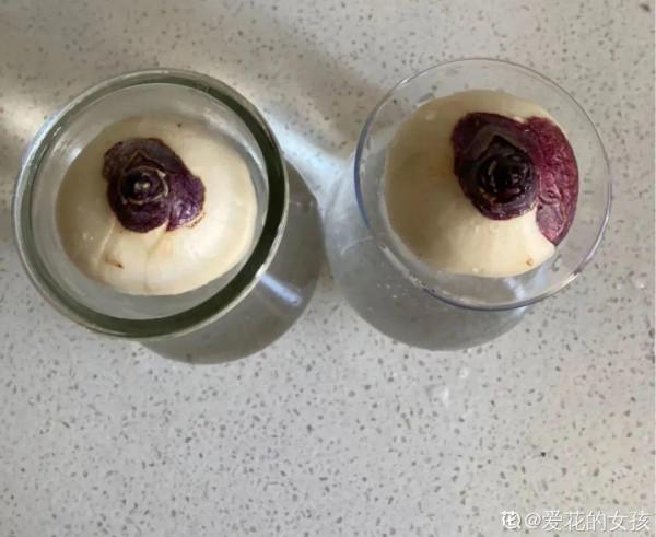 買花也要注意辨別“坑”,才能挑到好花,花開爆盆 買花也要注意辨別“坑”,才能挑到好花,花開爆盆