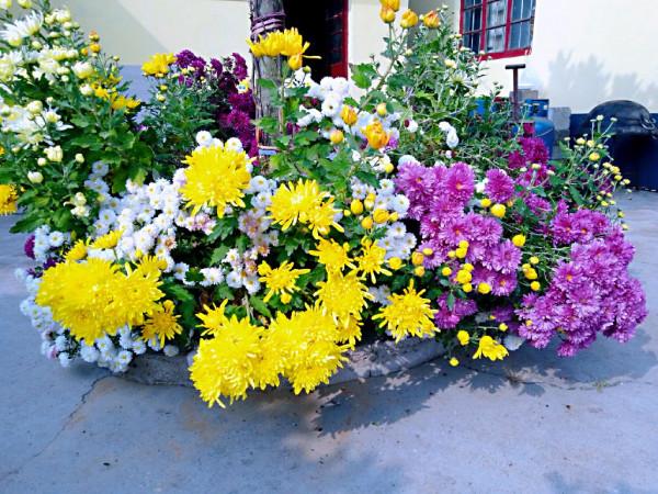 菊花盛開的農家小院 菊花盛開的農家小院