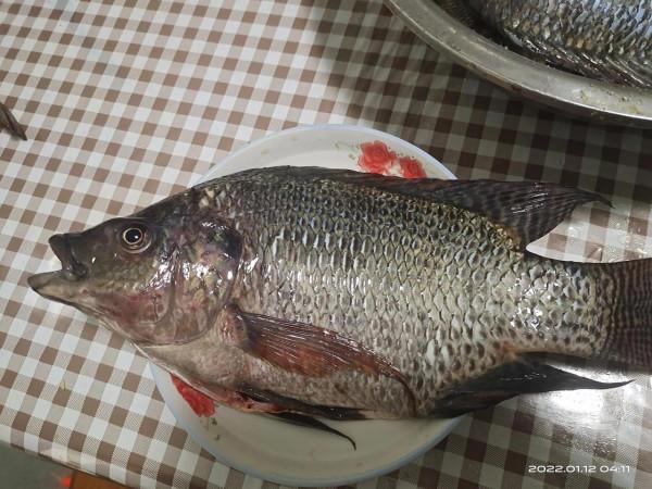 終於盤到水庫大羅非了，6.3杆子，4.5米水深