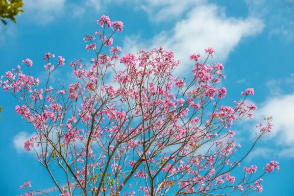 人間四月天，在坪山眼見皆美好