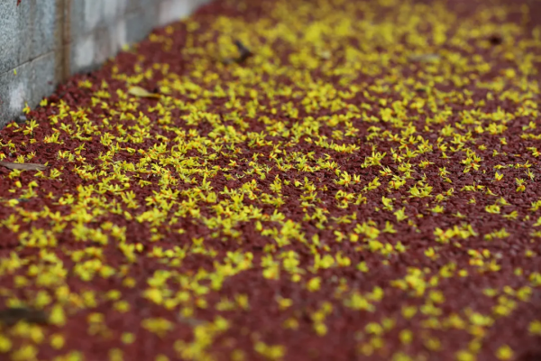 雨中苦竹溪 享受生態美