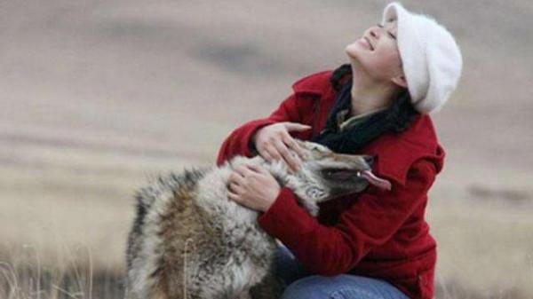 2020年，草原姑娘春運回家，狼群卻在半路等候，原來是恩人回來了