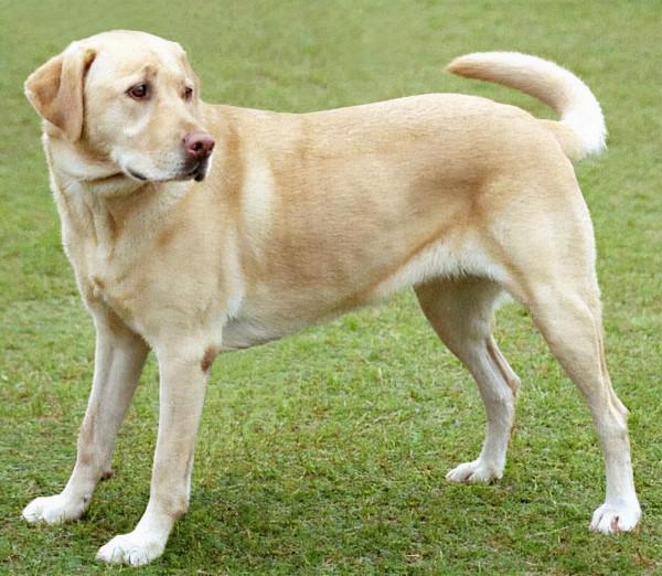 “把主人的命令當聖旨”的幾種狗，你更喜歡哪一種？