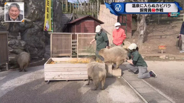 堅持不想泡澡的水豚｜日本冬至泡柚子湯傳統 遊客等了一個多小時