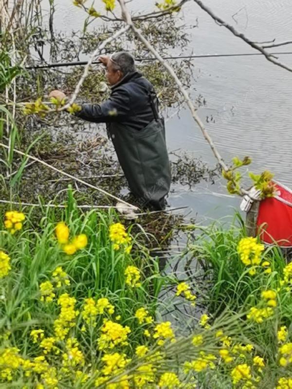 黃花錦簇白馬湖