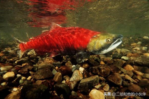 16種具有超能力的動物，鋼鐵俠看了都表示羨慕的很