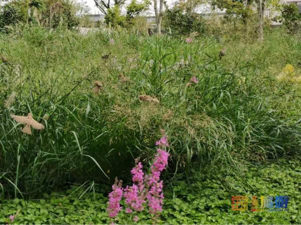 沒想到!在北京西單能逛“森林公園”,還能在公園裡逛商場! 沒想到!在北京西單能逛“森林公園”,還能在公園裡逛商場!