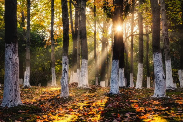 嗨，想和你一起看鹿城冬日限定美景