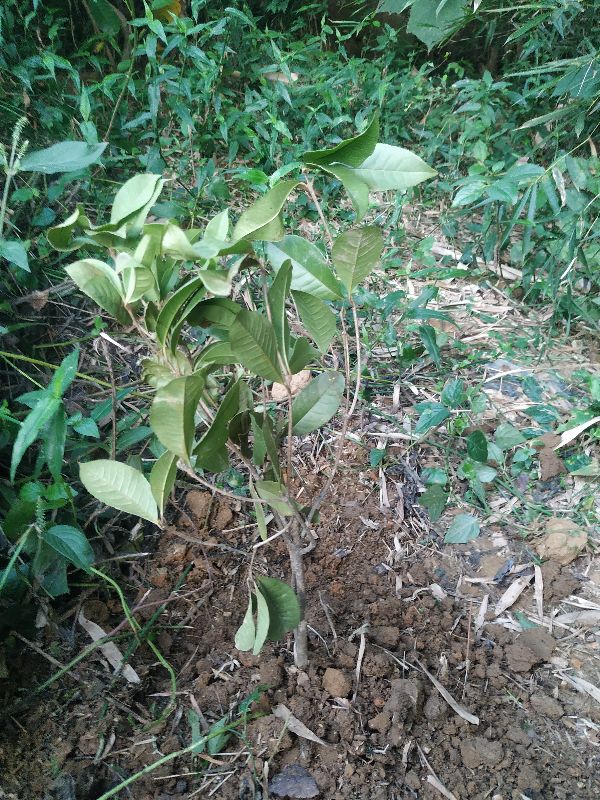 種下桂花樹，待來年桂花開