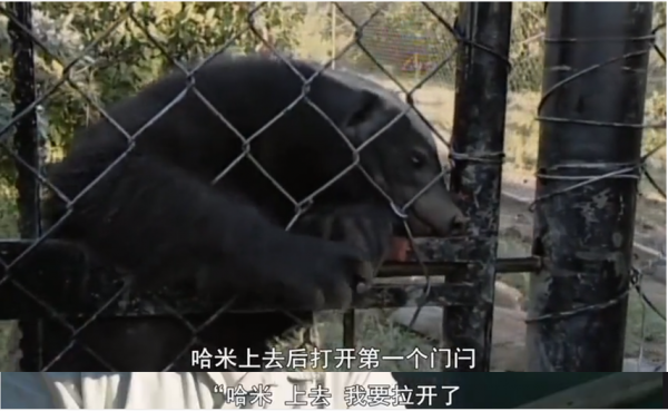 永不服輸的蜜獾，曾經有一個保護區飼養了兩隻，後來怎麼樣了？