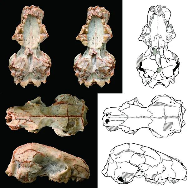 內蒙古中部新近紀食蟲類化石研究獲進展 內蒙古中部新近紀食蟲類化石研究獲進展