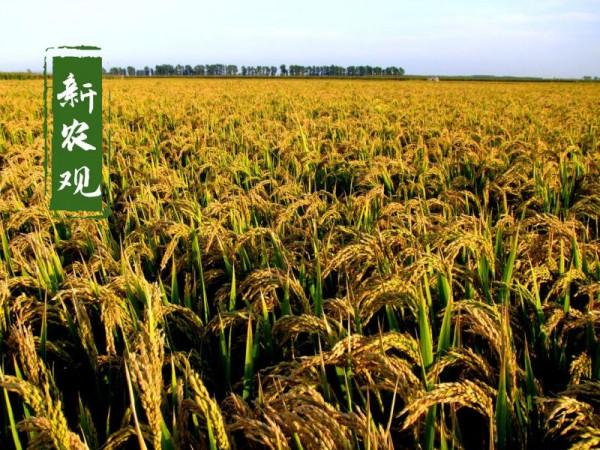 今年糧食市場的“3個大局”，定了