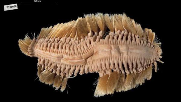 南極深海的金毛刷刷蟲 南極深海的金毛刷刷蟲