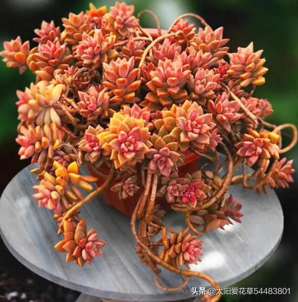 分享6種超級好養的多肉，輕鬆養爆盆又漂亮，養再多都不嫌夠