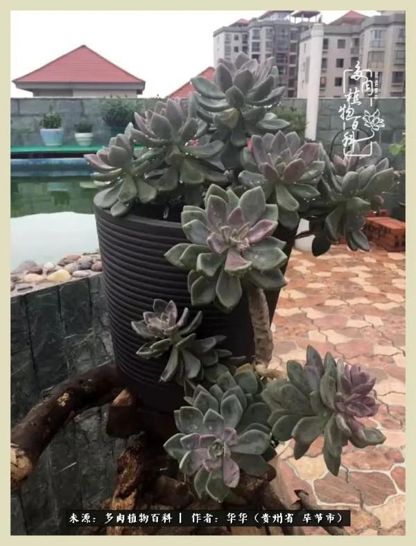 我的造園之夢：鮮花、多肉、錦鯉，這才是樓頂花園該有的樣子