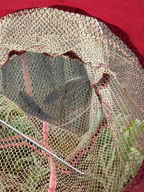 光威直拔。。 光威直拔。。