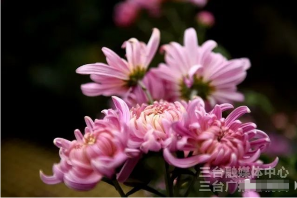 圖說梓州：秋日，菊花美