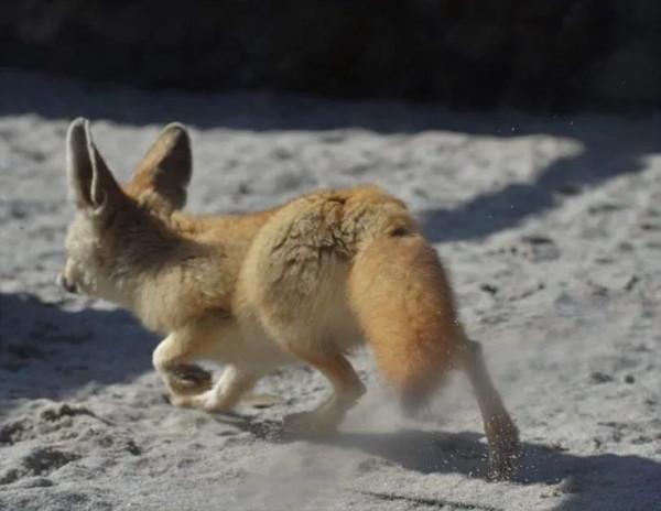 我跟風養“玲娜貝兒”，差點牢底坐穿…