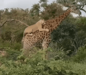 30張照片看世界:美國劫匪被奪槍,日本怪異廣告,義大利空姐遊行 30張照片看世界:美國劫匪被奪槍,日本怪異廣告,義大利空姐遊行