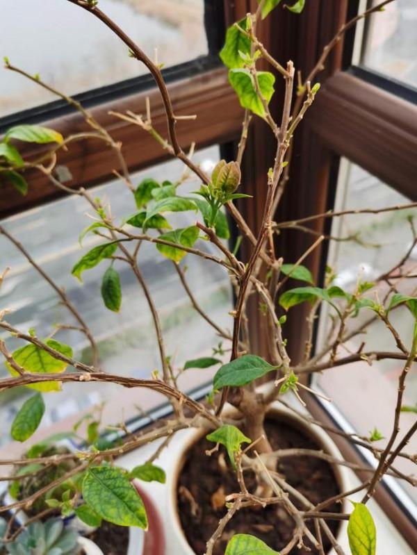 奶奶對我說，臥室別養7類花，仔細想一想，不是&OpenCurlyDoubleQuote;迷信&rdquo;是科學