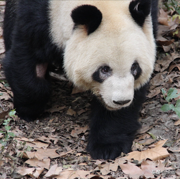 大熊貓為何瀕危？守候女友一星期，只享樂30秒，還有華南虎在追殺