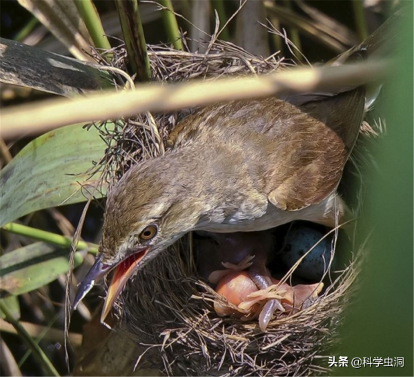 當鳥類發現自己養了一隻杜鵑的雛鳥時,它們會是什麼反應? 當鳥類發現自己養了一隻杜鵑的雛鳥時,它們會是什麼反應?