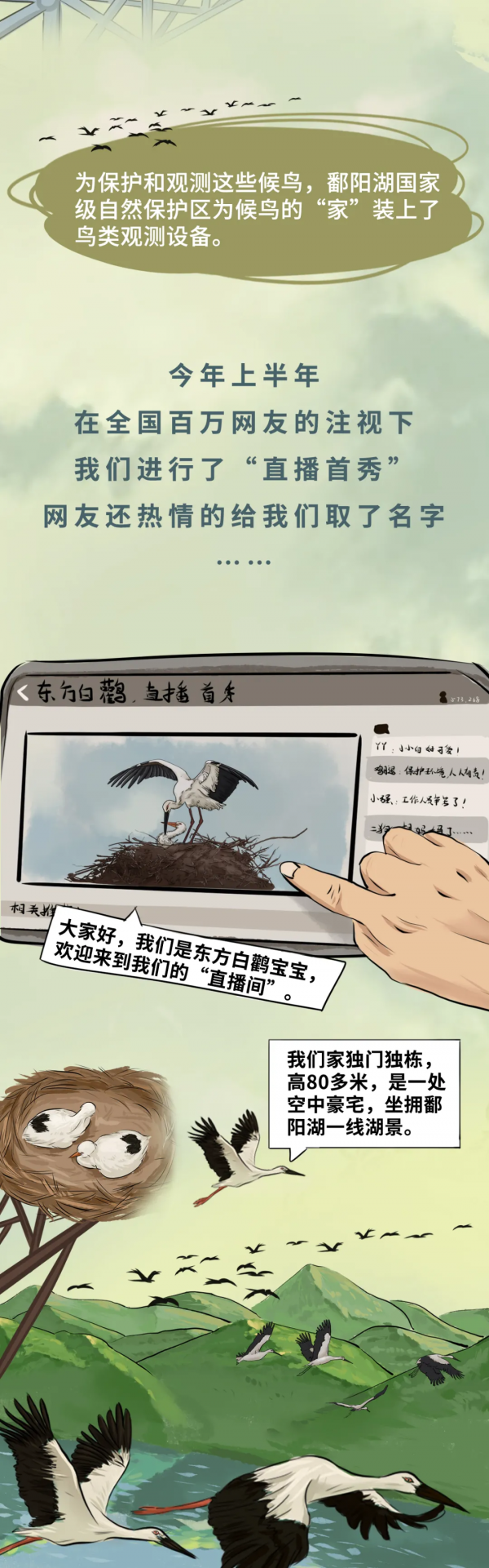 超萌！東方白鸛江西直播秀來了