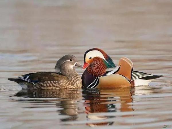 鴛鴦贊&period;五絕