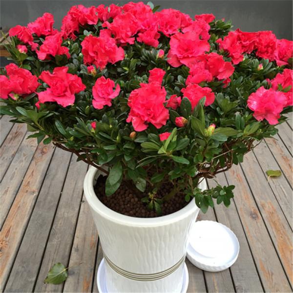 9種“勤勞花”，別名“天天開”，365天花不斷，也不怕累壞了