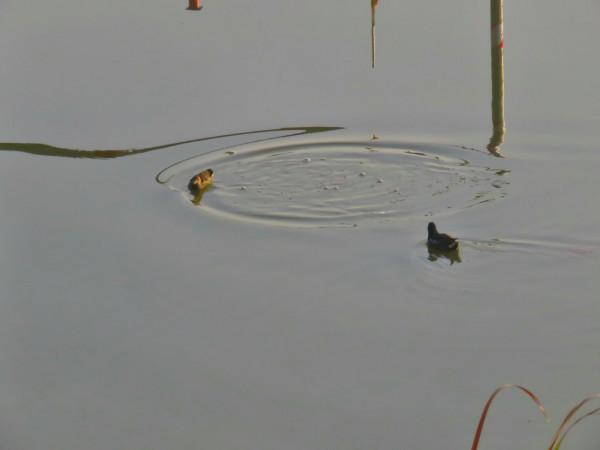 喻家湖的水鳥消失了？