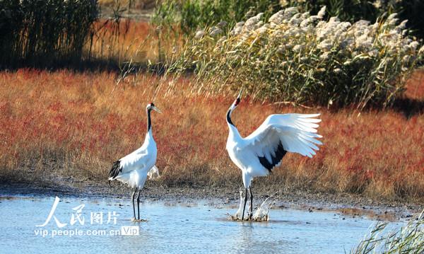 遼寧盤錦：遼河口溼地紅灘鶴曼舞