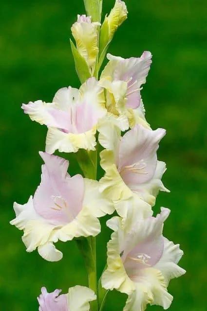 搖曳多姿的劍蘭 搖曳多姿的劍蘭