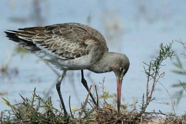 不吃不喝，持續飛行11天橫跨太平洋，斑尾塍鷸為啥這麼能飛？