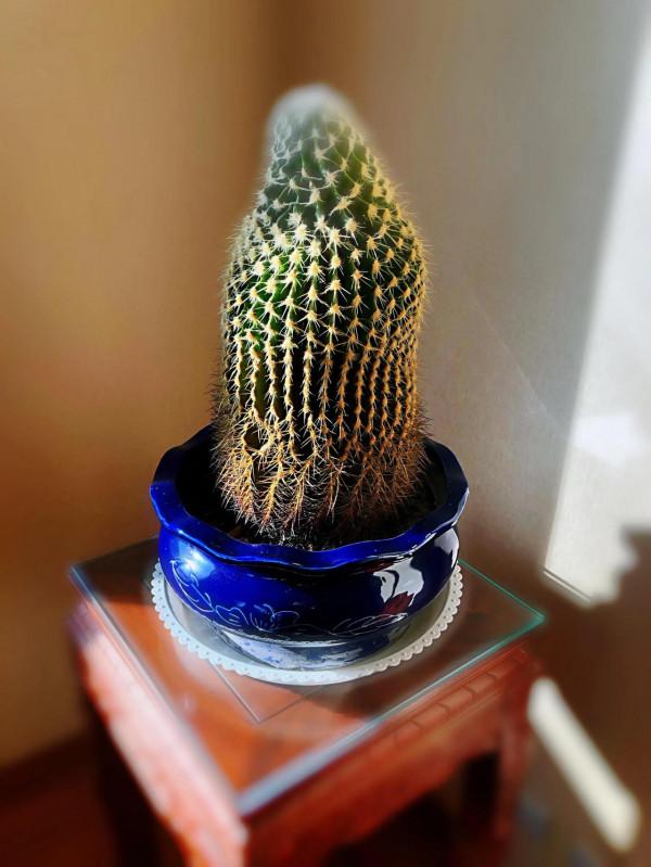 我家的花～剛剛換盆，還在緩秧期間。 圖片全部自拍