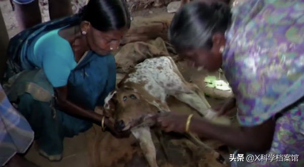 印度母牛生出雙頭小牛，主人用奶瓶喂，一個嘴巴吸奶另一個也在動