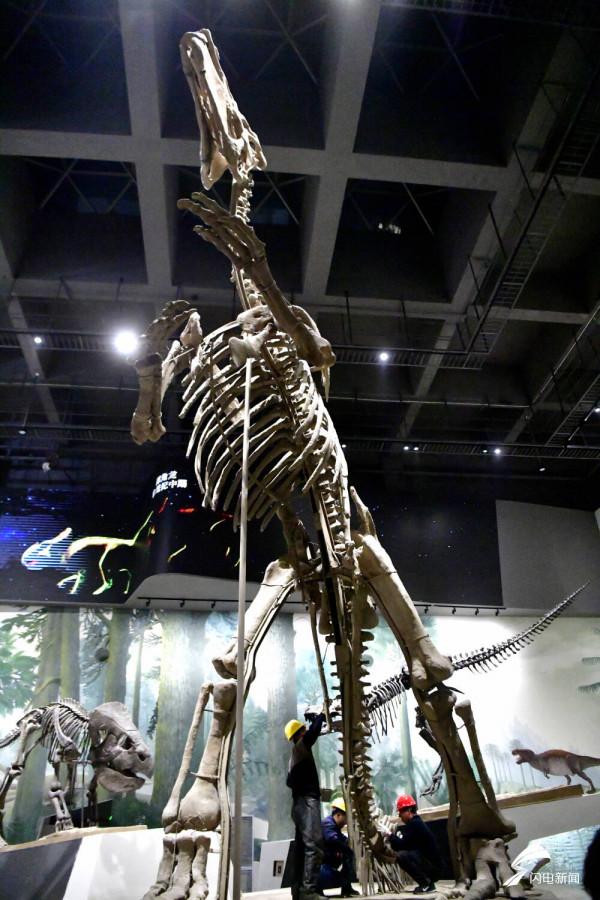 恐龍里的“山東大漢”！巨型山東龍11年後重現省博 山東博物館兩大新展即將上演