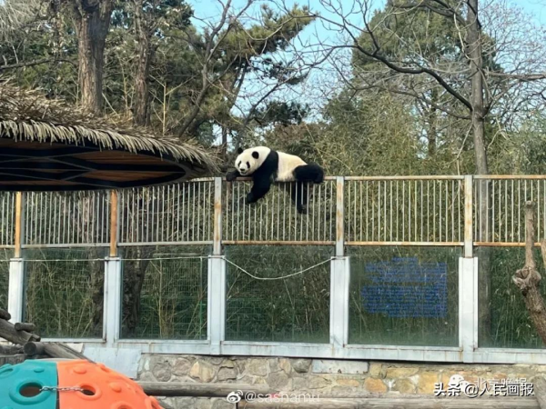 太可愛了吧！《人民畫報》裡的大熊貓檔案