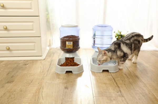 寵物吃什麼可以減少異味？這些食物榜上有名