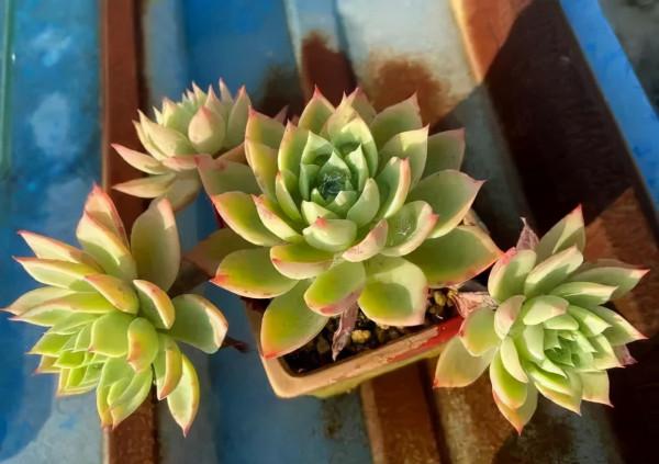 一年一度曬秋時,一年一度曬肉時 一年一度曬秋時,一年一度曬肉時